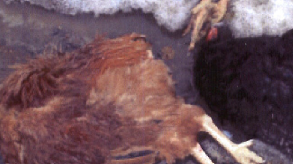 Headless animals found in Park City