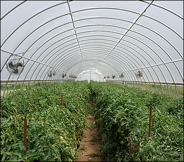 The Skinny on Solar Greenhouses