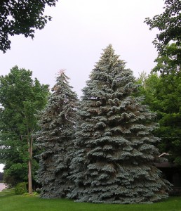 All About Utah's State Tree