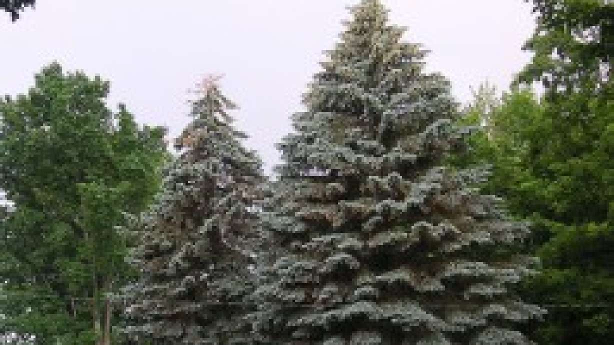 All About Utah's State Tree | KSL.com