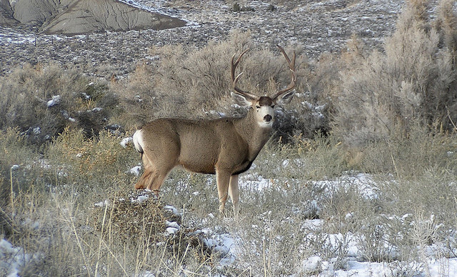 DWR urges awareness after 2 hunters are charged with poaching