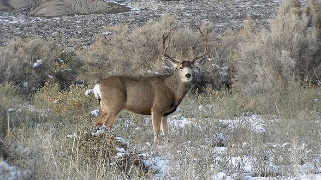 DWR urges awareness after 2 hunters are charged with poaching