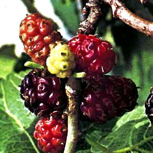 More on Mulberries