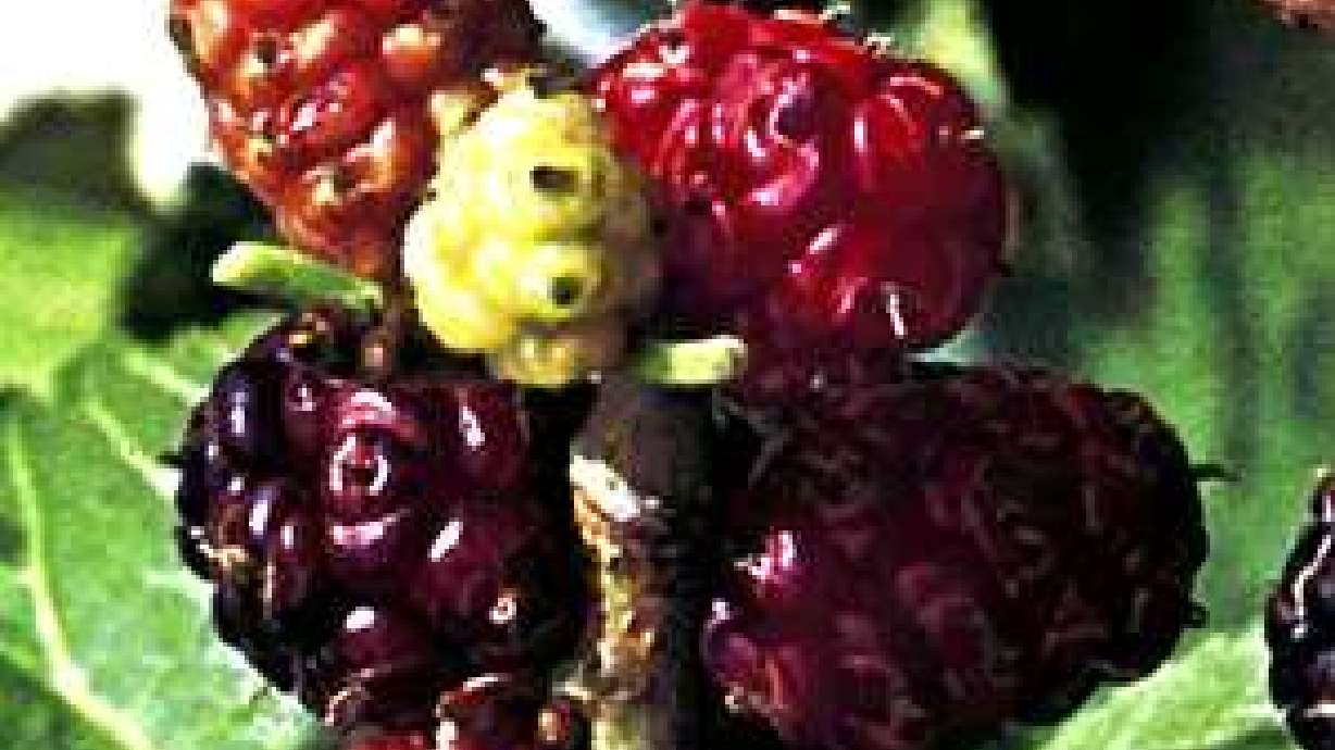 More on Mulberries