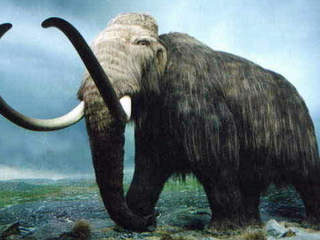 Cloning the Wooly Mammoth