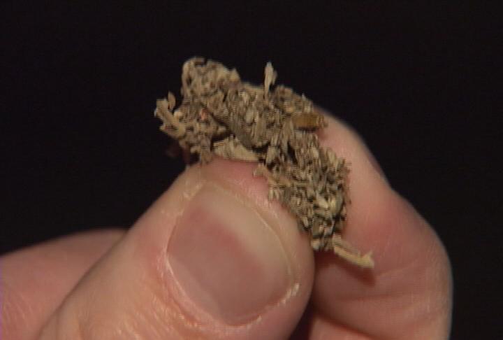 Committee passes ban on Spice