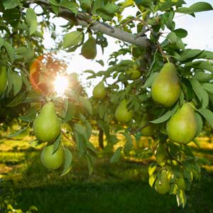 More Info On Your Fruit Trees