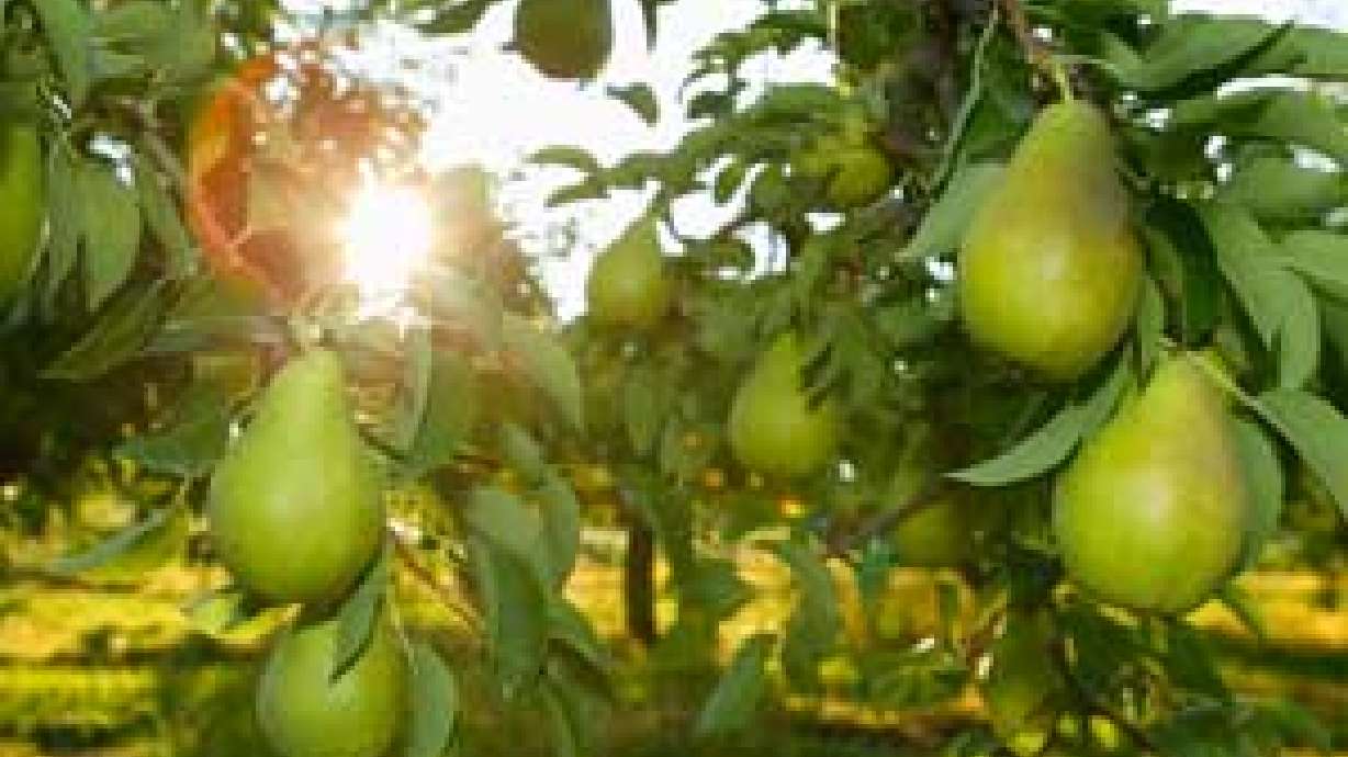 More Info On Your Fruit Trees