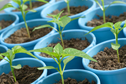 Starting and Buying Seeds