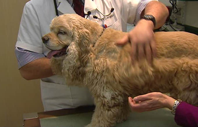 Checking weight on Chewy