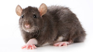 NYC Rats Get a Reality TV Show [Pests]