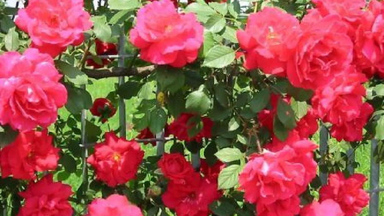 All About Roses In Utah