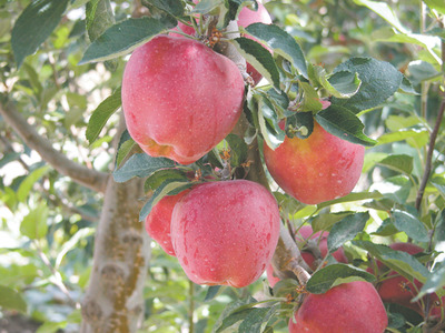 Learn The Correct Way To Prune Your Fruit Trees 