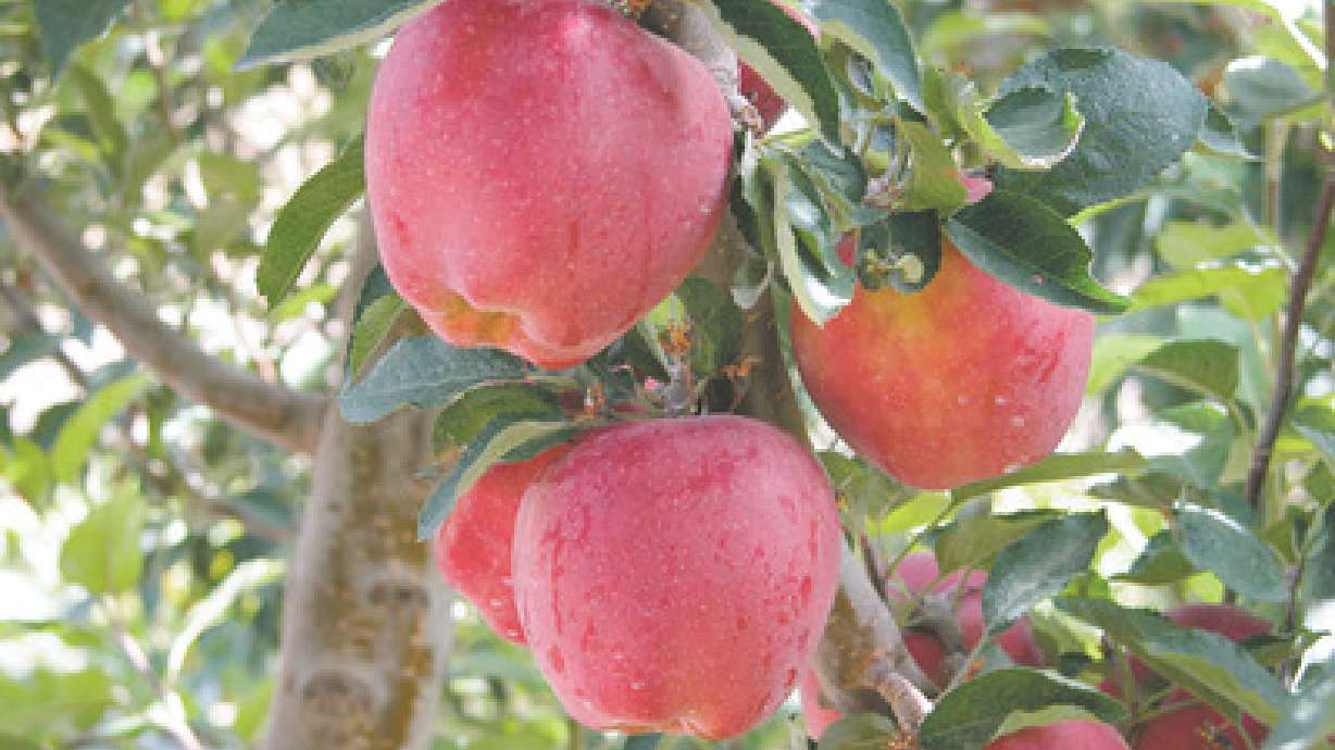 Learn The Correct Way To Prune Your Fruit Trees
