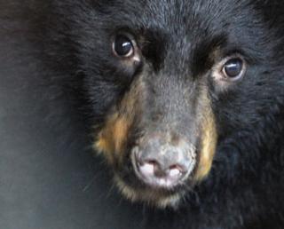 Hibernating Bears Teach Scientists Tricks For Human Hibernation