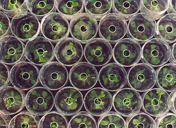 Cloning ... Not Just Science Fiction 