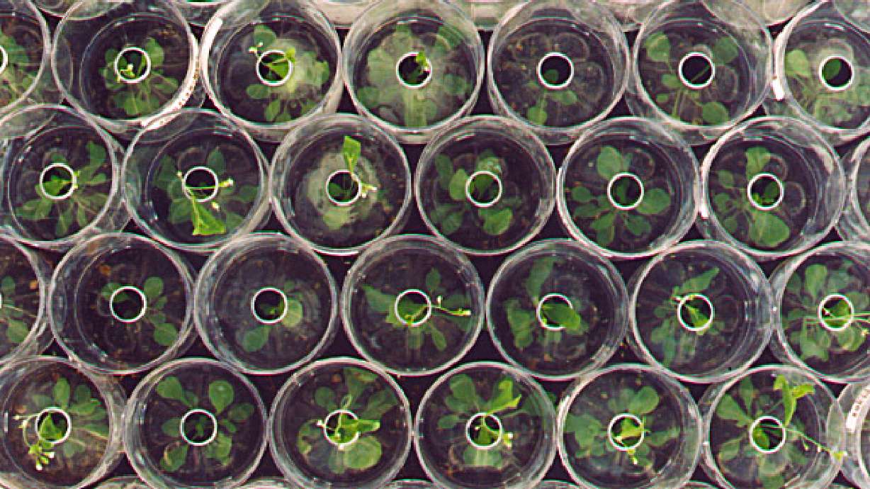 Cloning ... Not Just Science Fiction