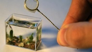The World's Smallest Aquarium Only Holds Two Teaspoons of Water [Aquariums]