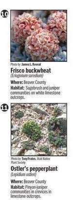 3 rare Utah plants merit federal protection, don't make list