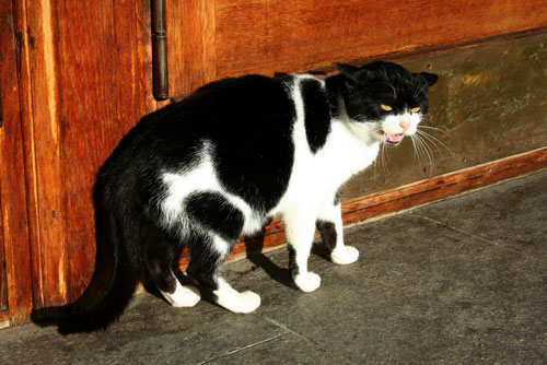 'Feral cat' bill passes House