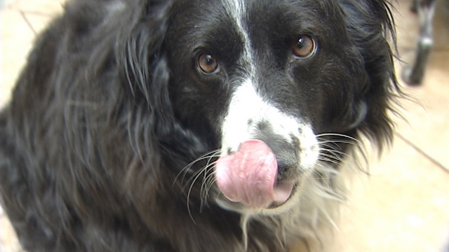 Humane Society working to get overweight dog healthy again