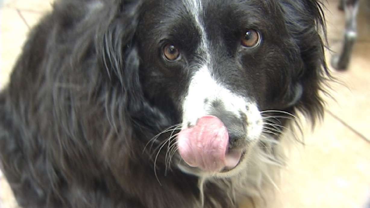 Humane Society working to get overweight dog healthy again