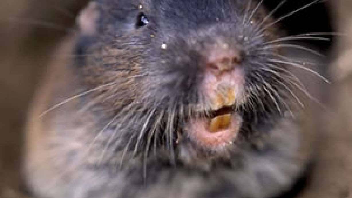 All About Pocket Gophers