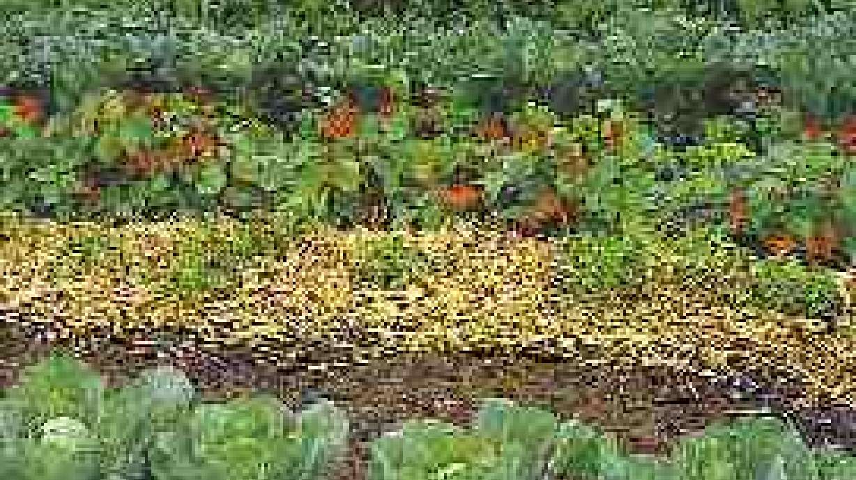 Early Season Vegetable Gardening