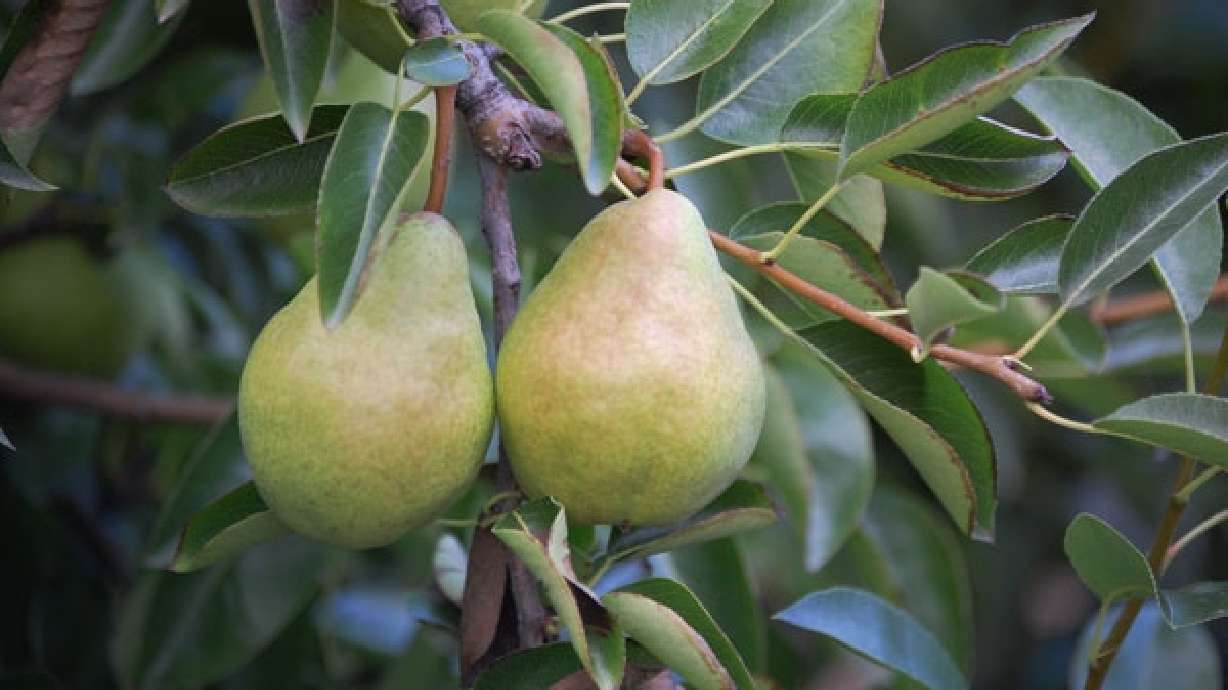 Dwarfing Rootstocks for Fruit Trees