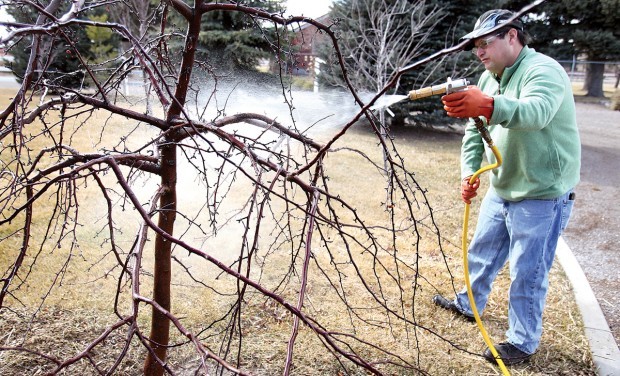All About Dormant Oil Spray