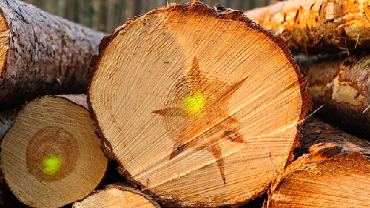 Utah company plans to open sawmill in Wyo.