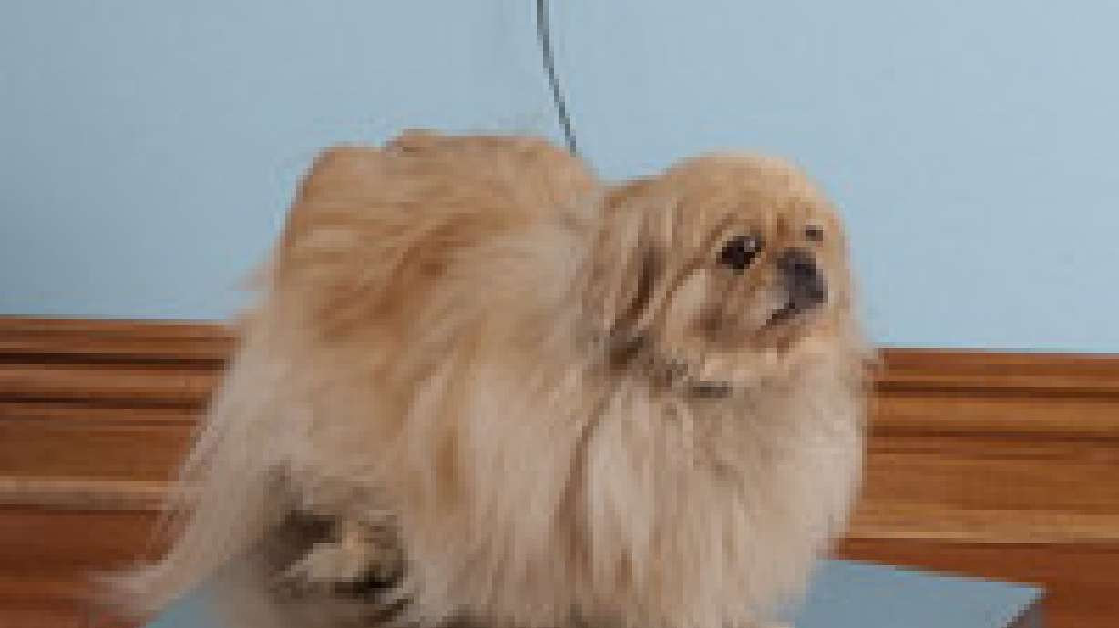 Pet Scale lets you know whether Fido needs a diet