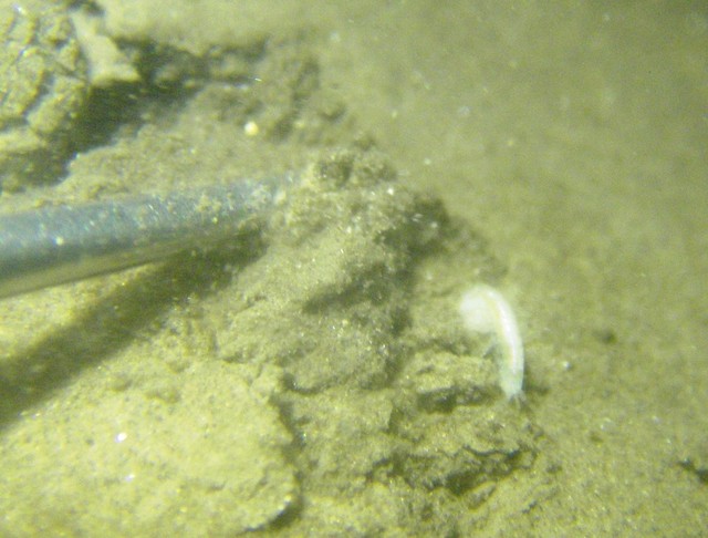 New freshwater shrimp species found at Great Basin park