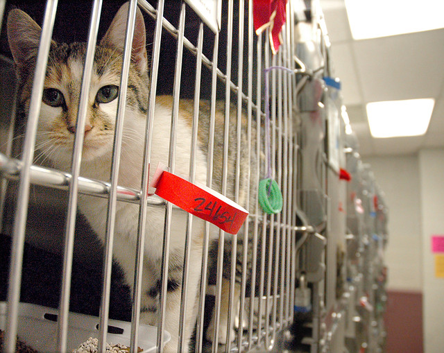 Salt Lake County considering changes in pet licensing