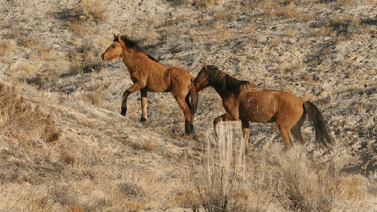 Utahns can provide ecosanctuaries for wild horses