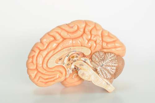 Though there is a correlation between the number of Facebook friends
one has and the size of certain areas of the brain, it is unclear whether
those areas led to more friends or vice versa.