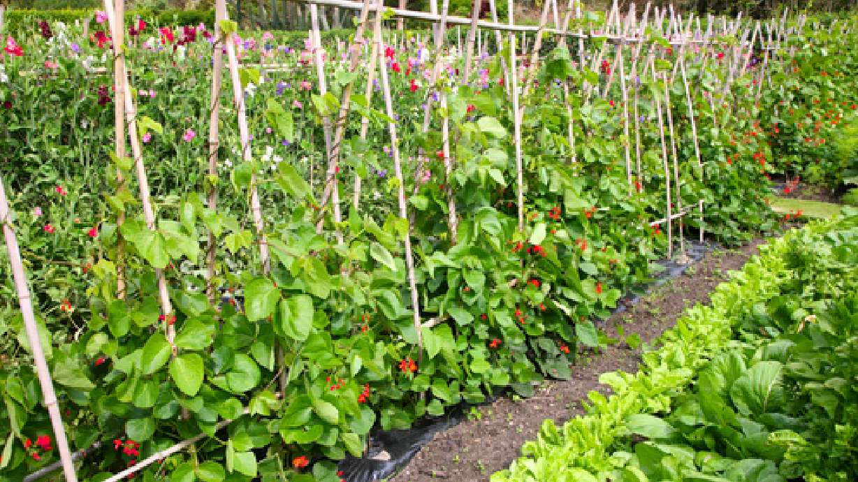 Salt Lake County selects Magna and South Salt Lake for community gardens