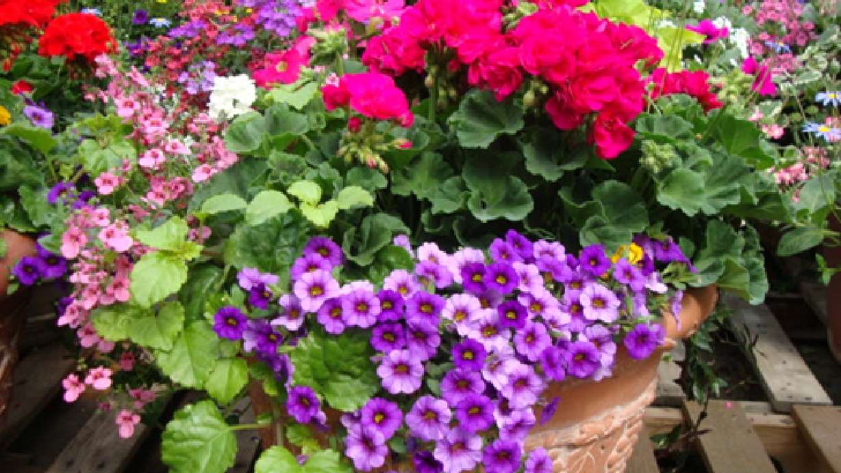 The Story of Olson's Garden Shoppe