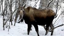 Now's Your Last Chance to Tase a Moose in Alaska [Laws]