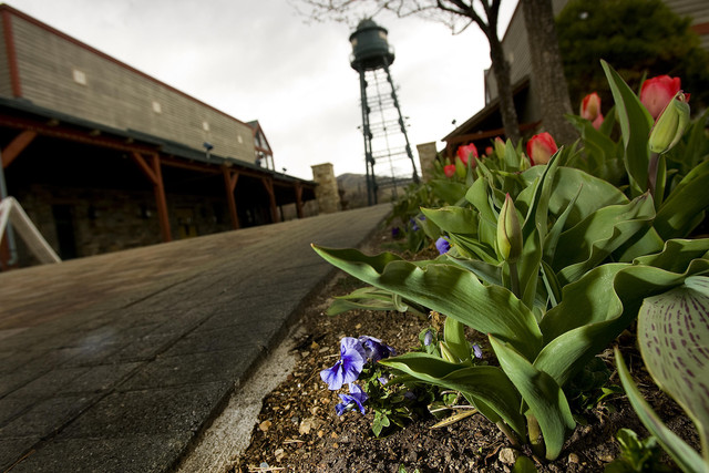 Winter weather takes color out of Tulip Festival's opening weekend