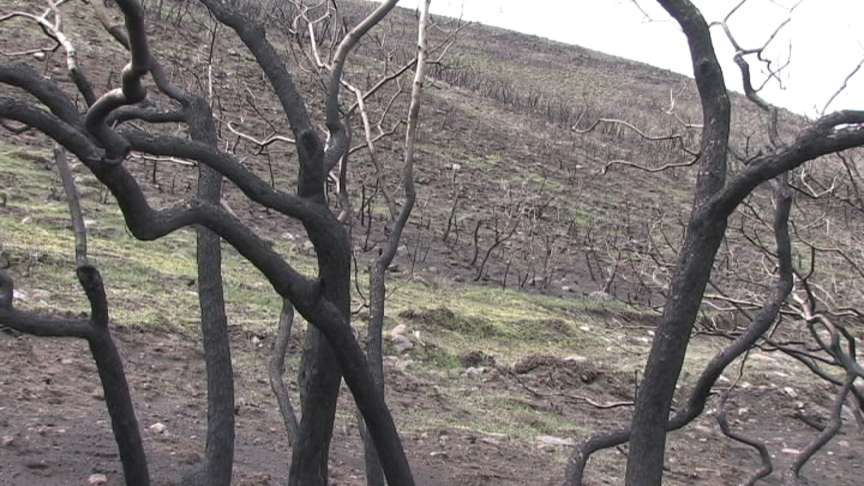Burned trees and hillsides serve as a reminder to Herriman residents of a fire that destroyed three homes and scorched 4,500 acres in September of last year.