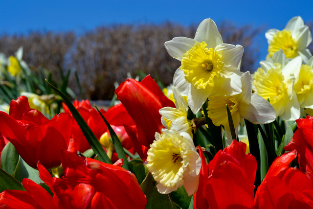 Spring 2011 Online Flower Festival