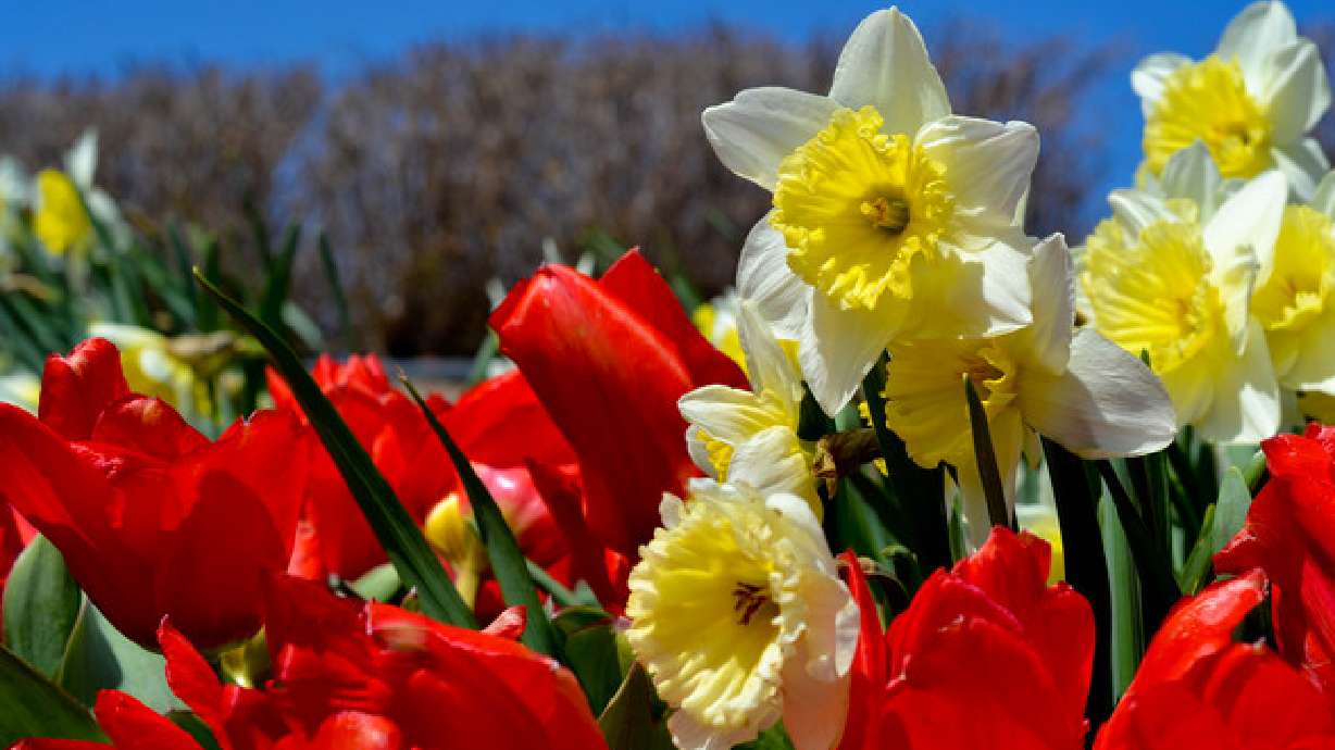 Spring 2011 Online Flower Festival