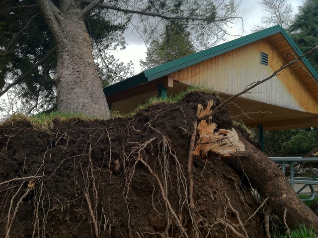 Trees were uprooted, blown over and torn apart in Huntsville after fierce winds ripped through northern Utah.