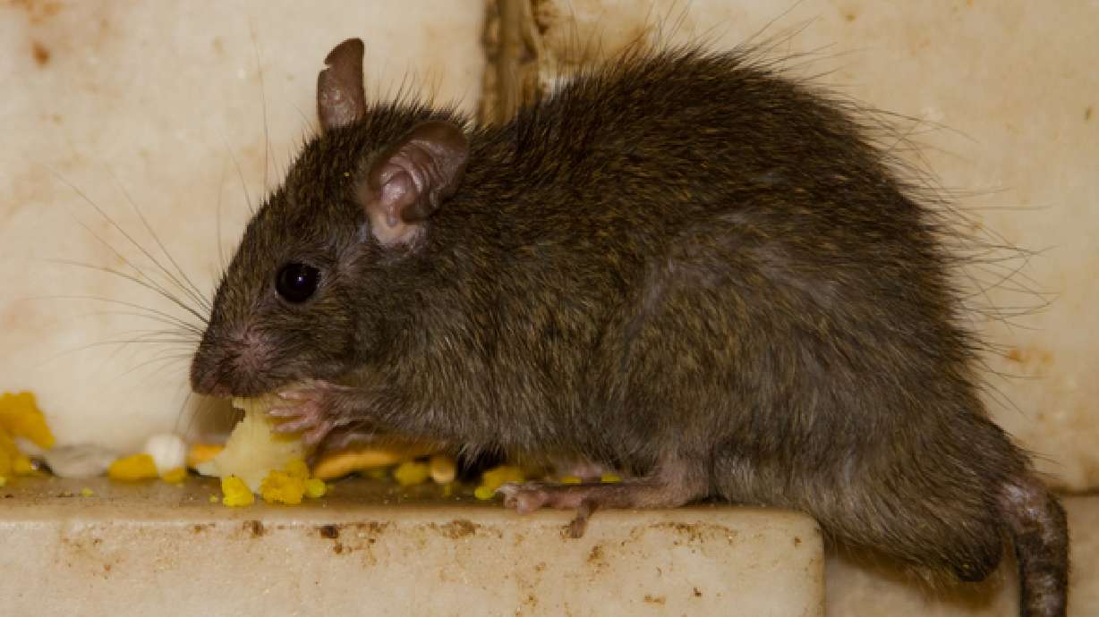 Pest control and a plan critical after a flood