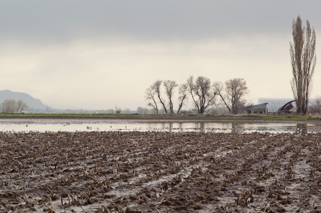 Spring rains drench hopes for high Cache Valley crop yields