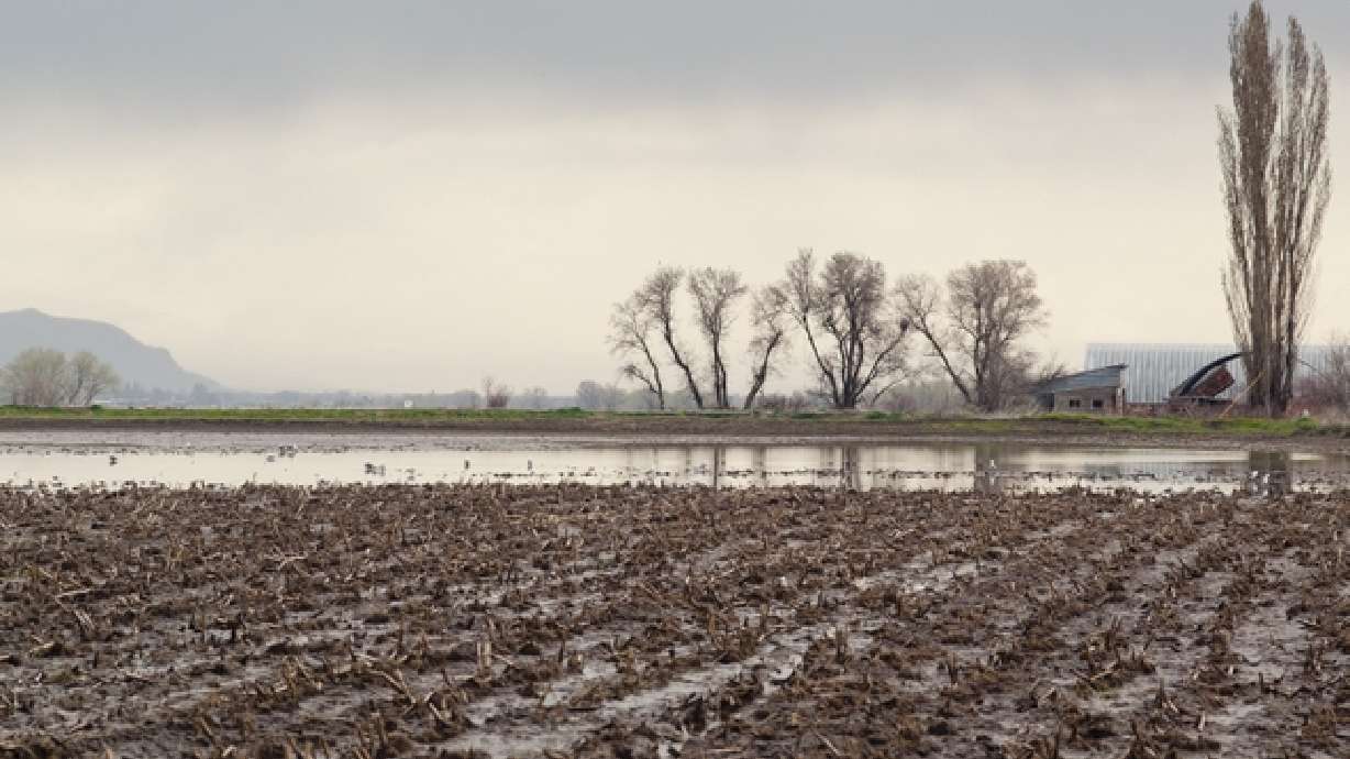 Spring rains drench hopes for high Cache Valley crop yields
