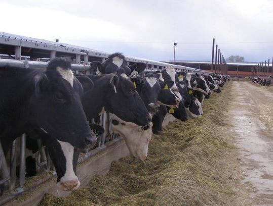 Weber County dairy one of many coping with wet spring