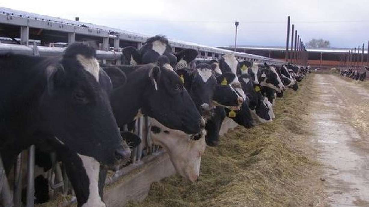 Weber County dairy one of many coping with wet spring