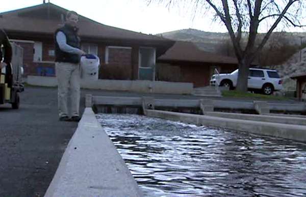 Outdoor raceway at Jones Hole National Fish Hatchery
